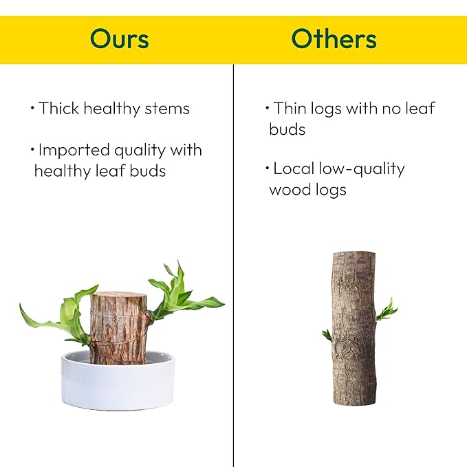 Green Lucky Brazil Wood Potted Plant (pack of 2)