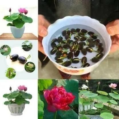 Bonsai Lotus Flower Seeds (50pc)