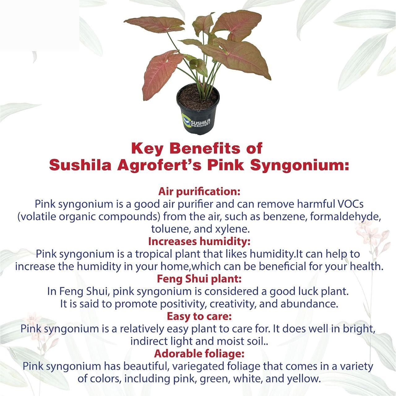 Syngonium Live Pink Plant