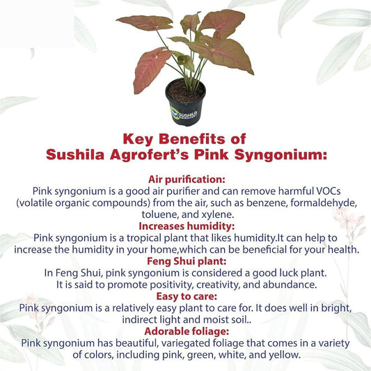 Syngonium Live Pink Plant